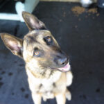 Malinois Mischling Barril, 01/2023, ca. 65 cm