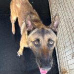 Malinois Mischling Barril, 01/2023, ca. 65 cm