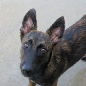 Malinois Mischling Barto, 11/2024, Endgröße ca. 65 cm