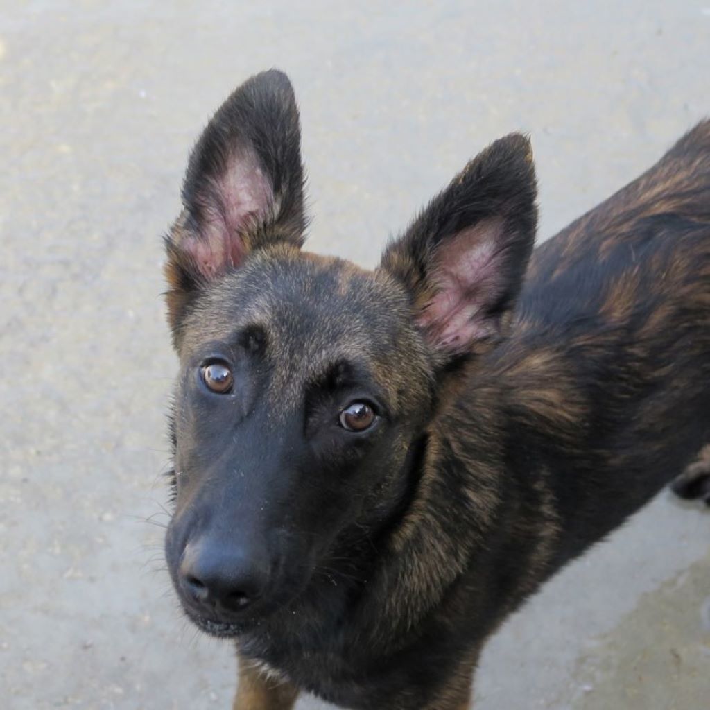 Malinois Mischling Barto, 11/2024, Endgröße ca. 65 cm