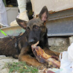 Malinois Mischling Barto, 11/2024, Endgröße ca. 65 cm
