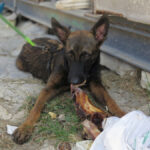 Malinois Mischling Barto, 11/2024, Endgröße ca. 65 cm