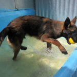 Malinois Mischling Barto, 11/2024, Endgröße ca. 65 cm