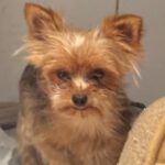 Yorkshire Terrier Bella, 08/2021, ca. 28 cm