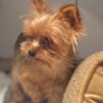Yorkshire Terrier Bella, 08/2021, ca. 28 cm