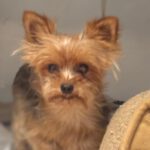 Yorkshire Terrier Bella, 08/2021, ca. 28 cm