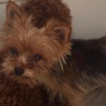 Yorkshire Terrier Bella, 08/2021, ca. 28 cm