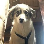 Mischling Benjamin, 03/2025, Endgröße ca. 55 cm, 26826 Weener