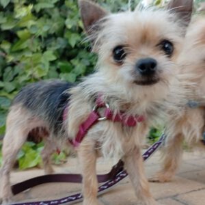Yorkshire Terrier Bimbo, 10/2024, ca. 20 cm