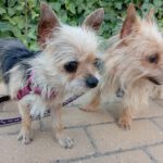 Yorkshire Terrier Bimbo, 10/2024, ca. 20 cm