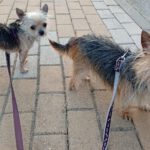 Yorkshire Terrier Bimbo, 10/2024, ca. 20 cm