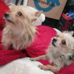 Yorkshire Terrier Bimbo, 10/2024, ca. 20 cm