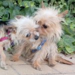 Yorkshire Terrier Bimbo, 10/2024, ca. 20 cm