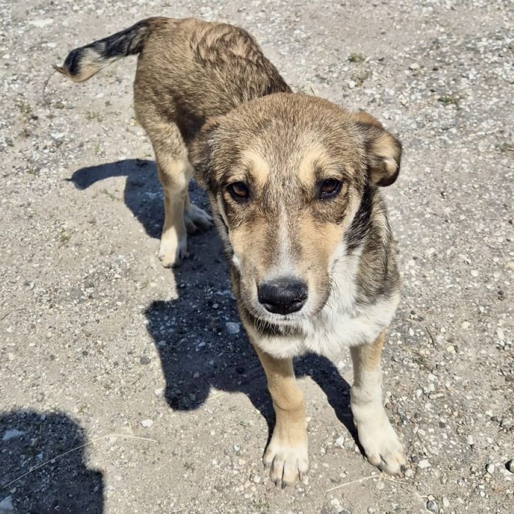 Mischling Birdy, 10/2024, Endgröße ca. 50 cm