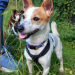 Jack Russel Terrier Mischling Blanquito, 05/2029, ca. 35 cm, 30880 Laatzen