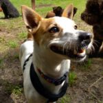 Jack Russel Terrier Mischling Blanquito, 05/2029, ca. 35 cm, 30880 Laatzen