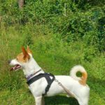 Jack Russel Terrier Mischling Blanquito, 05/2029, ca. 35 cm, 30880 Laatzen