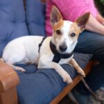 Jack Russel Terrier Mischling Blanquito, 05/2029, ca. 35 cm, 30880 Laatzen