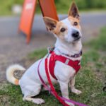 Jack Russel Terrier Mischling Blanquito, 05/2029, ca. 35 cm, 30880 Laatzen