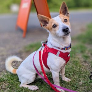 Jack Russel Terrier Mischling Blanquito, 05/2029, ca. 35 cm, 30880 Laatzen