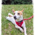 Jack Russel Terrier Mischling Blanquito, 05/2029, ca. 35 cm, 30880 Laatzen