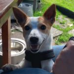 Jack Russel Terrier Mischling Blanquito, 05/2029, ca. 35 cm, 30880 Laatzen