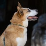 Husky Mischling Blue, 02/2019, ca. 55 cm, 61191 Rosbach vor der Höhe