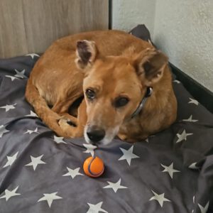 Podenco Boby, 12/2015, ca. 45 cm, 53902 Bad Münstereifel