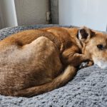 Podenco Boby, 12/2015, ca. 45 cm, 53902 Bad Münstereifel