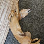 Podenco Boby, 12/2015, ca. 45 cm, 53902 Bad Münstereifel