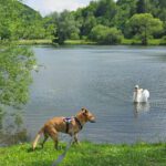 Podenco Boby, 12/2015, ca. 45 cm, 53902 Bad Münstereifel