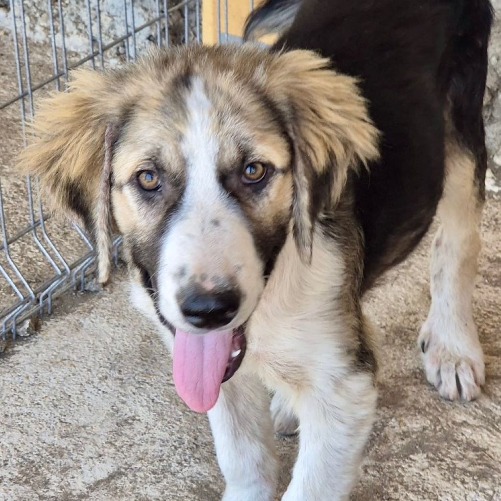 Mischling Bodhi, 02/2025, Endgröße 50- 55 cm