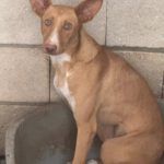 Podenco Caiman, 01/2024, ca. 45 cm