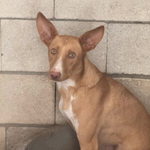 Podenco Caiman, 01/2024, ca. 45 cm