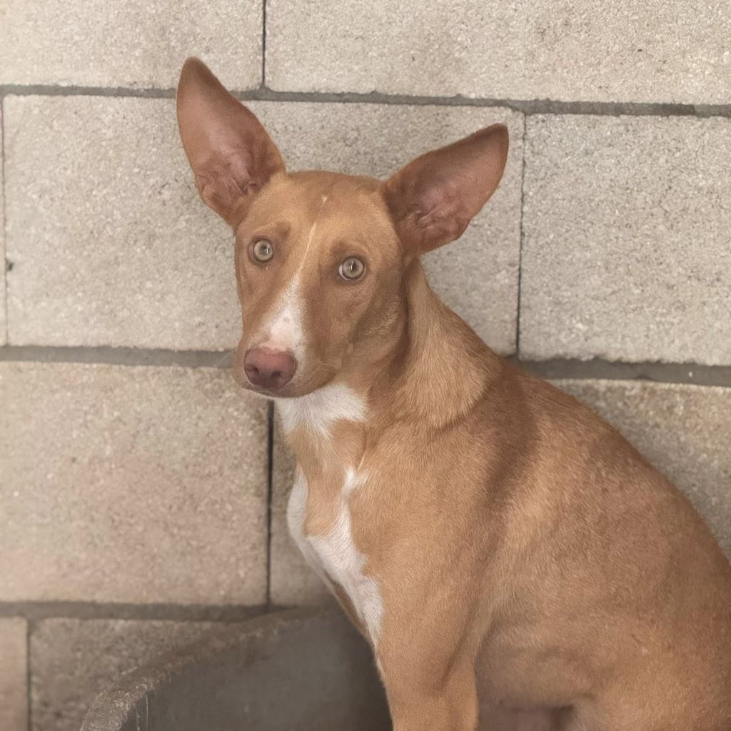 Podenco Caiman, 01/2024, ca. 45 cm