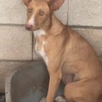 Podenco Caiman, 01/2024, ca. 45 cm