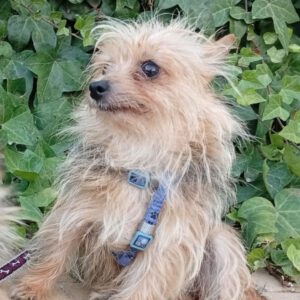 Yorkshire Terrier Candy, 01/2024, ca. 20 cm