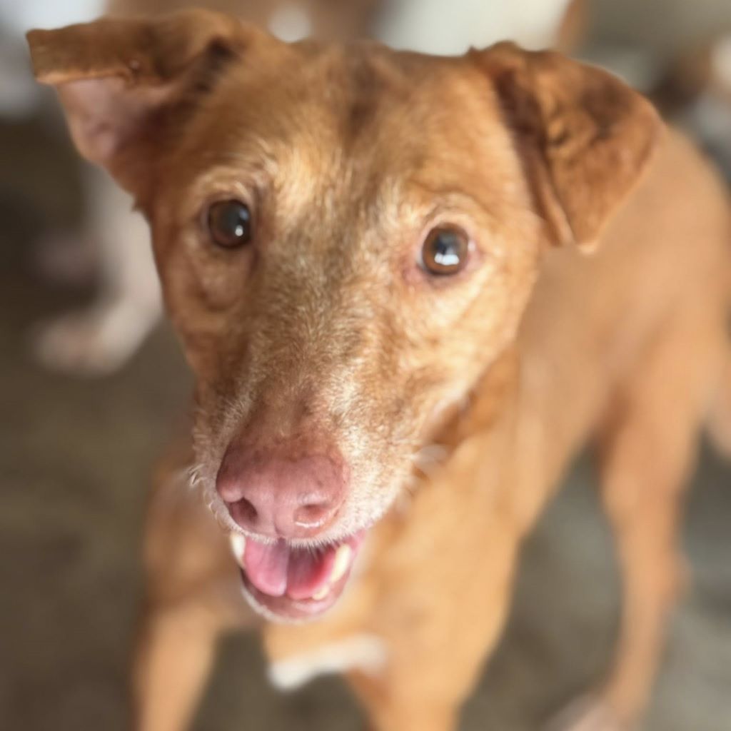 Podenco Canela, 02/2015, ca. 40 cm
