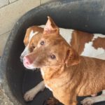 Podenco Canela, 02/2015, ca. 40 cm