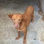 Podenco Canela, 02/2015, ca. 40 cm