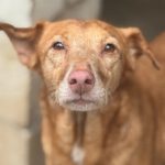 Podenco Canela, 02/2015, ca. 40 cm