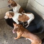 Podenco Canela, 02/2015, ca. 40 cm