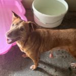Podenco Canela, 02/2015, ca. 40 cm