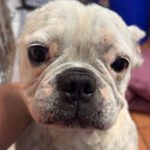 Franz. Bulldogge Chanel, 12/2017, ca. 30- 35 cm