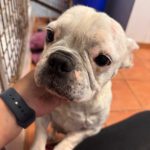 Franz. Bulldogge Chanel, 12/2017, ca. 30- 35 cm