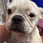 Franz. Bulldogge Chanel, 12/2017, ca. 30- 35 cm