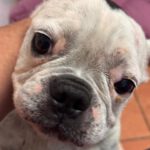 Franz. Bulldogge Chanel, 12/2017, ca. 30- 35 cm