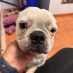 Franz. Bulldogge Chanel, 12/2017, ca. 30- 35 cm