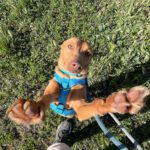 Podenco Chica, 05/2018, ca. 45 cm