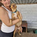 Podenco Chica, 05/2018, ca. 45 cm
